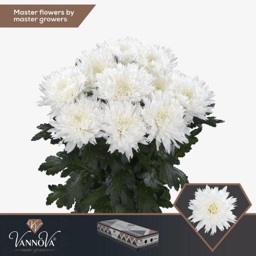 Chrysanthemum (Indicum Grp) geplozen Undercover