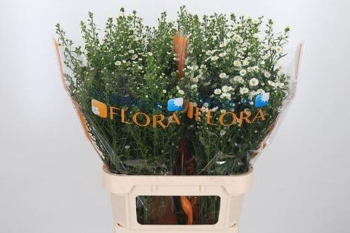 Aster Universum Grp 'Paquita'