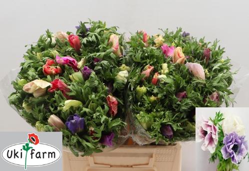 Anemone coronaria 'Galil Pastel'