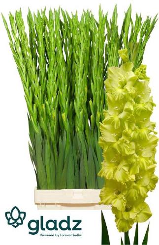 Gladiolus (Large-flowered Grp) 'Kio'