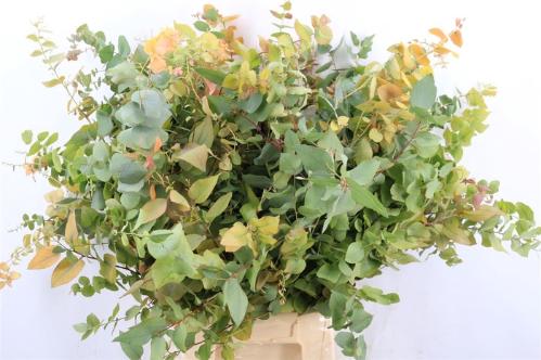 Eucalyptus per bos overig blad