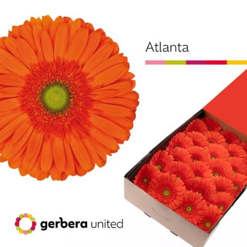 Gerbera grootbloemig 'Atlanta'