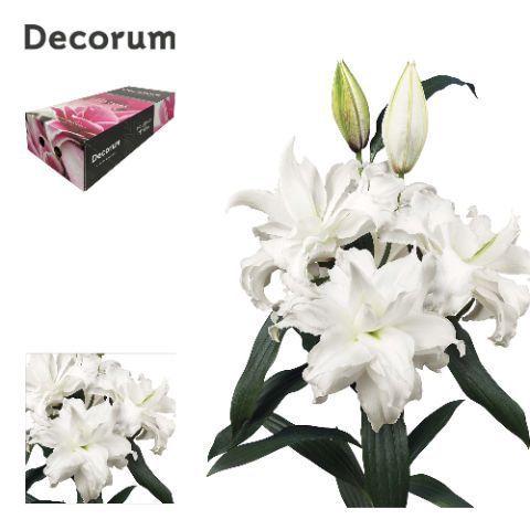 Lilium (Oriental Grp) dubbel Roselily Angela