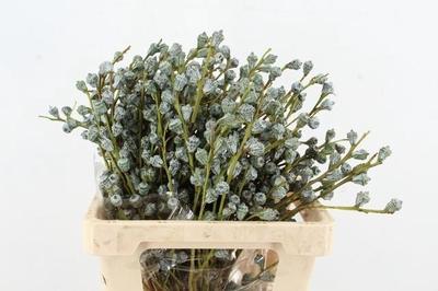 Eucalyptus globulus per bos