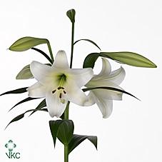 Lilium Longiflorum x Oriental Grp White Triumph