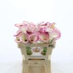 8a9ef3fb-edc9-4c70-b79d-d0277f7227bb.jpg
