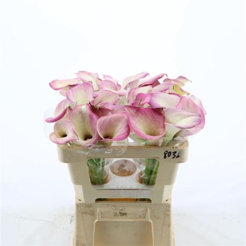 Zantedeschia 'Denver'