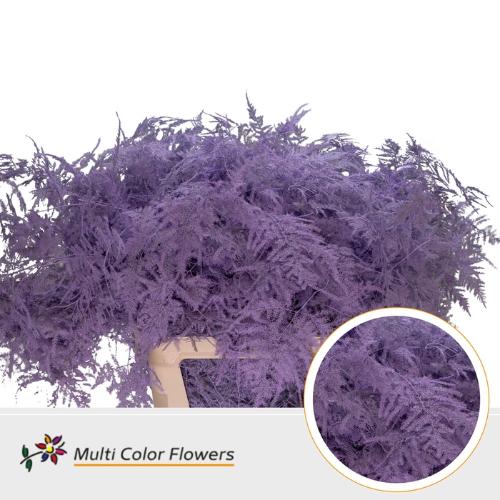 Asparagus overig kleurbehandeld H%