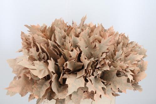 quercus overig kleurbehandeld H%