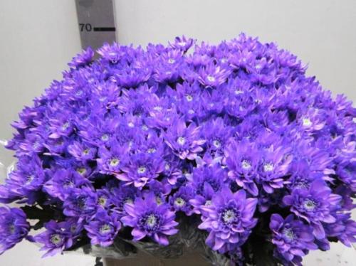 Chrysanthemum Indicum Grp tros kas kleurbehandeld H%