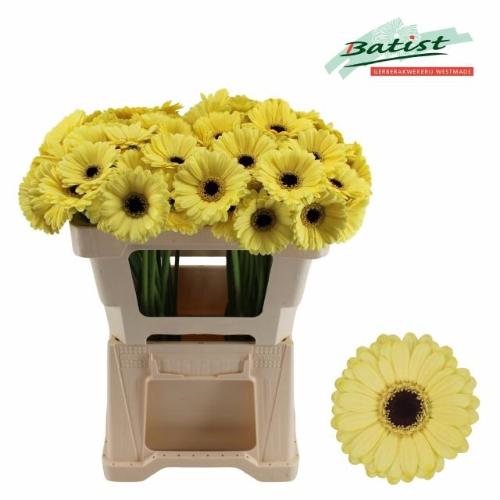 Gerbera mini 'Surfer'