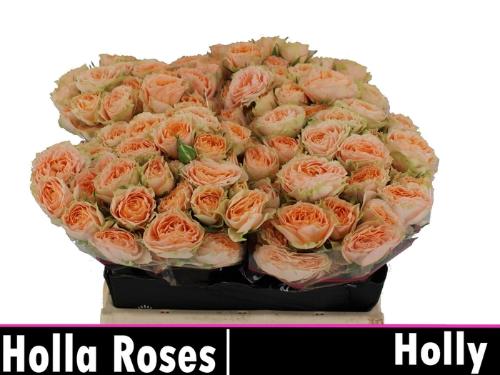Rosa tros Holly