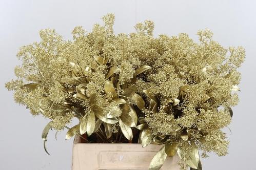 Skimmia per bos overig kleurbehandeld H%