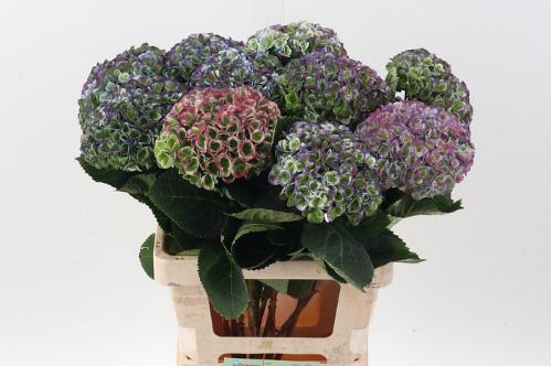 Hydrangea macrophylla Magical Revolution (classic blue)