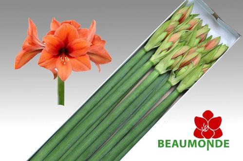 Hippeastrum Galaxy Grp 'Desire'