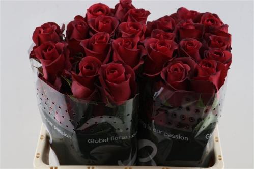 Rosa grootbloemig overig