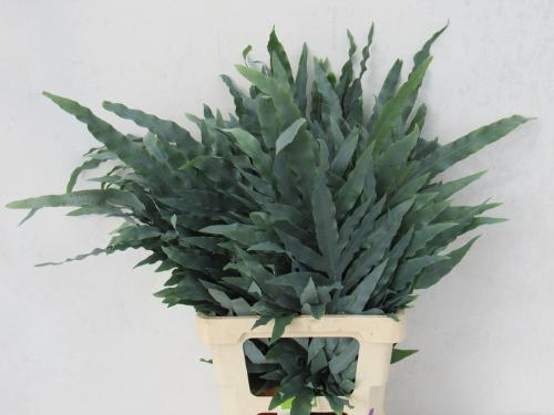 Cyrtomium fortunei