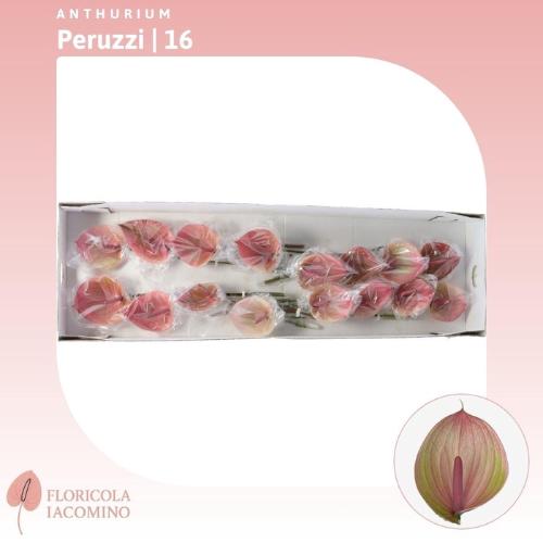 Anthurium Andreanum Grp Peruzzi