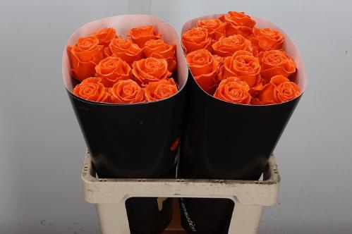 Rosa grootbloemig gewaxt H%