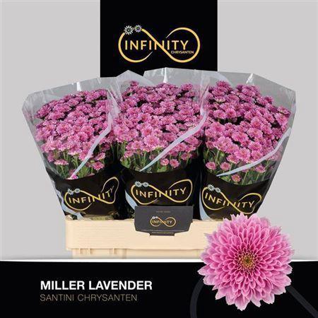 Chrysanthemum (Indicum Grp) tros santini Miller Lavender