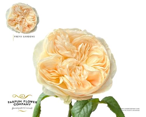 Rosa grootbloemig Freya Gardens!