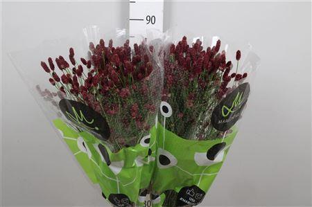 Sanguisorba officinalis 'Red Dream'