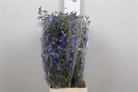 Delphinium Belladonna Grp enkelbloemig Donna