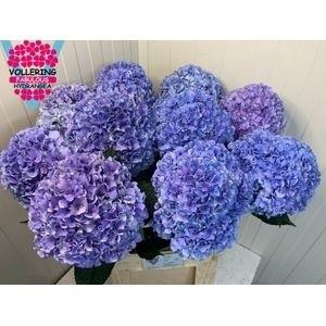 Hydrangea macrophylla Royal Pride