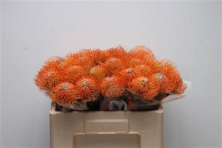 Leucospermum Ayoba Orange