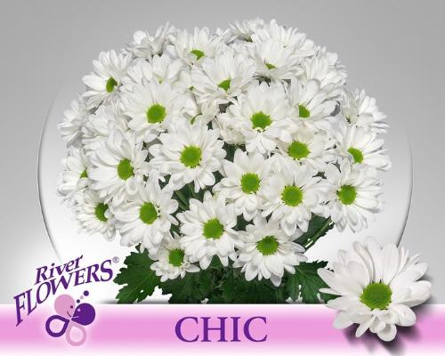 Chrysanthemum Indicum Grp tros Chic