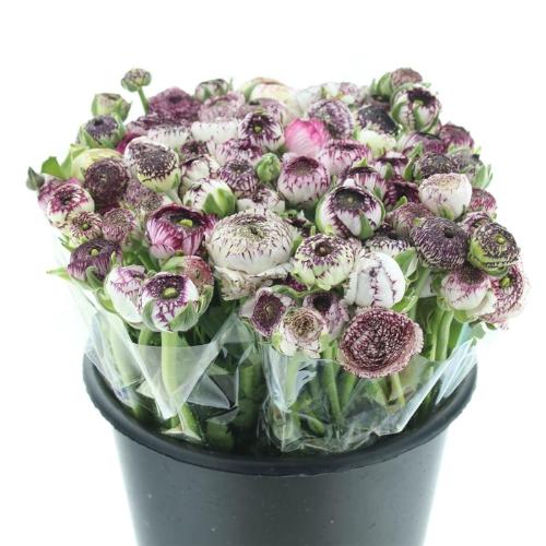 Ranunculus asiaticus 'Andrea Cappuccino'