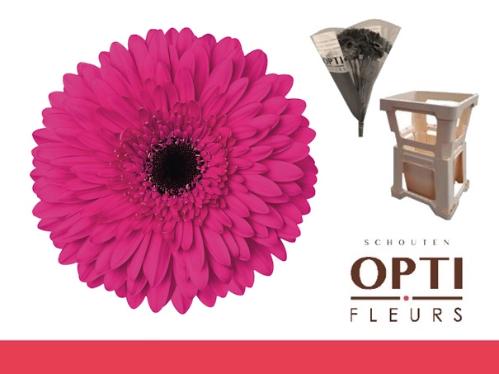 Gerbera grootbloemig 'Madeira'