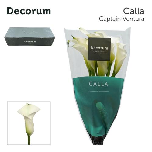 Zantedeschia 'Captain Ventura'