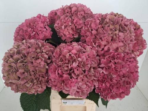 Hydrangea macrophylla Glowing Alps (classic)