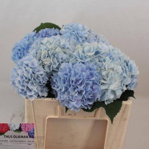 Hydrangea macrophylla 'Verena' (blauw)