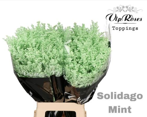 Solidago kleurbehandeld H%