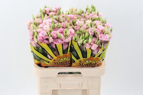 Eustoma russellianum gevuldbloemig Lisanne Light Pink