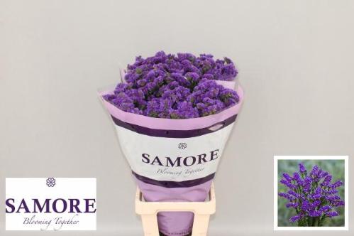 Limonium sinuatum Acqua Sun Birds