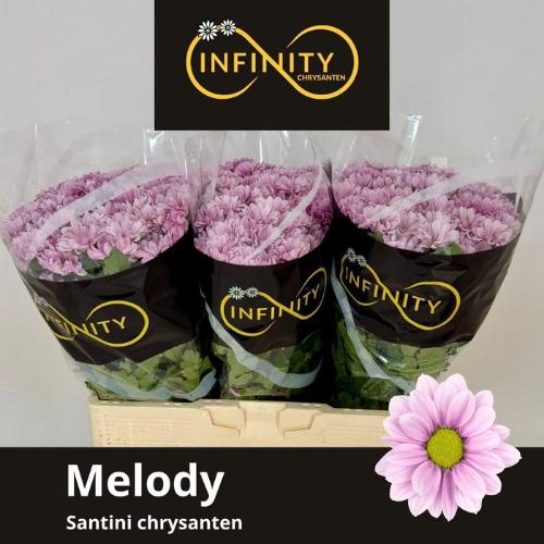 Chrysanthemum (Indicum Grp) tros santini Melody