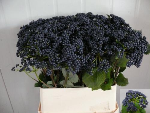 Viburnum dentatum per tak 'Blueberry Hill'