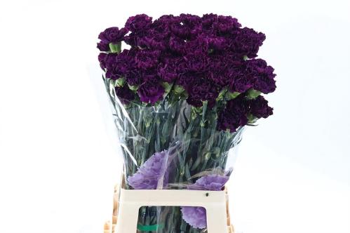 Dianthus standaard Florigene Moontea