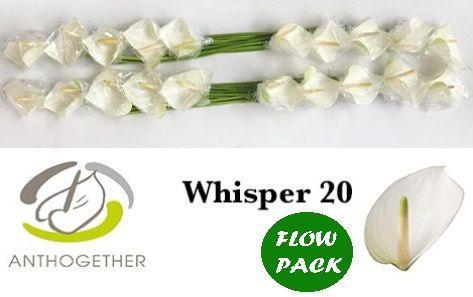 Anthurium Andreanum Grp Whisper