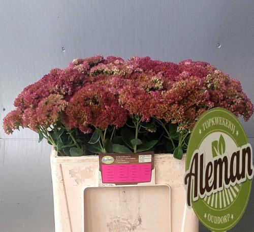 Sedum 'Herbstfreude'