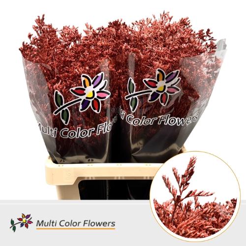 Limonium overig kleurbehandeld H%