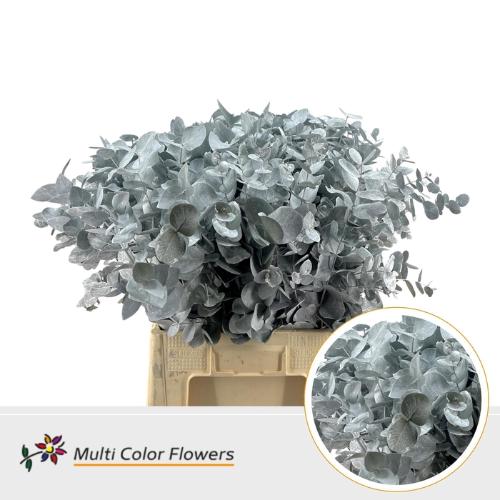 Eucalyptus cinerea kleurbehandeld per bos H%