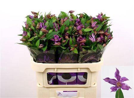 Clematis Amazing Geneva