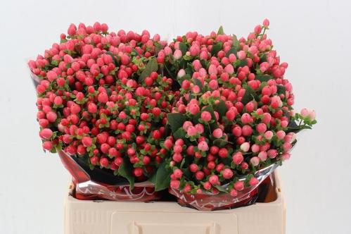 Hypericum androsaemum Sweet Romance