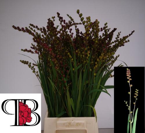 Crocosmia met bes overig