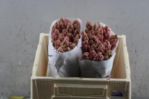 Hyacinthus orientalis 'Johanna'