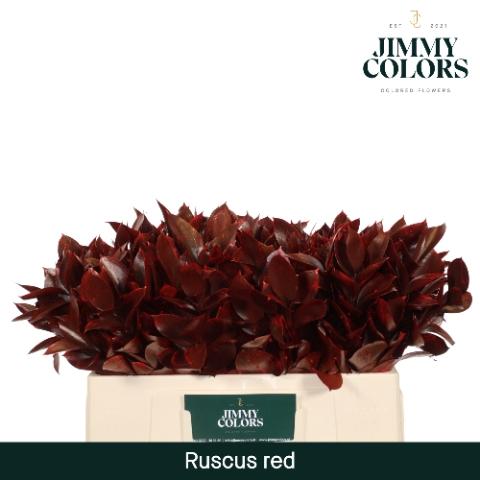 Ruscus kleurbehandeld H%